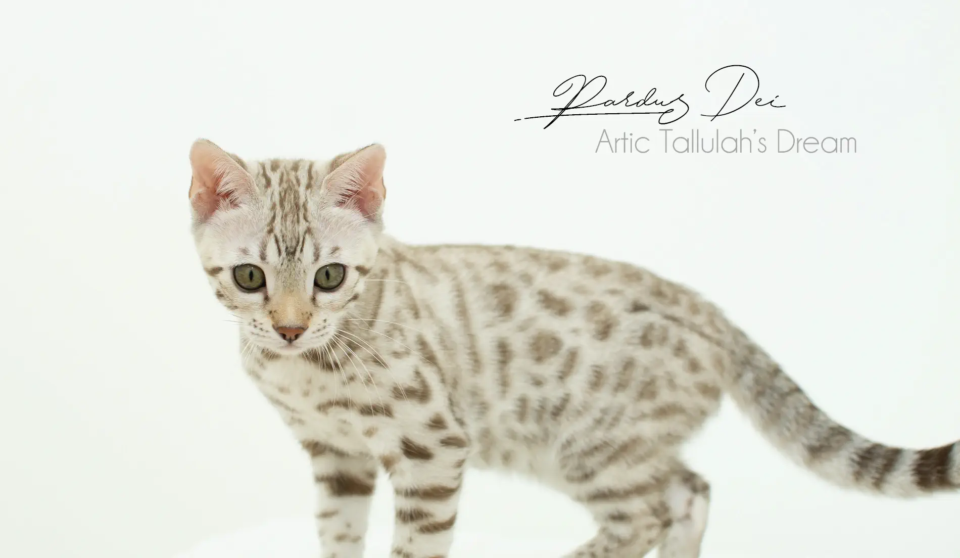 Chat Bengal
